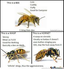 In march 2010, jordan became the majority owner of the charlotte bobcats, after four years as part of the team's ownership group and its managing. Mice Bees Vs Wasps Vs Hornets Meme