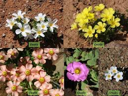 Image result for Oxalidaceae