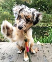 Pin By Evrim On P E R R I T O S Super Cute Puppies Cute Dogs And Puppies Cute Dogs