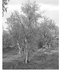 Check spelling or type a new query. A Mountain Birch Tree Growing In The Puksala Fell Mountain Birches Download Scientific Diagram