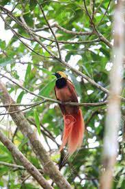 Book at bird of paradise motel. Raggiana Bird Of Paradise Paradisaea Raggiana In Varirata National Stock Photo Picture And Royalty Free Image Image 87598460
