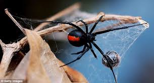 Black widow spider venom can be deadly but how likely are you to be bitten? Daniela Holmqvist Swedish Golfer Bitten By Black Widow Uses Tee To Gouge Out Poison And Keeps Playing Daily Mail Online