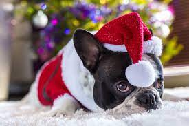 Pin On Dog Christmas Pictures