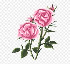 Drawn Rose Bush Blossom Drawing Free Transparent Png Clipart Images Download For boys and girls, kids and adults, teenagers and toddlers, preschoolers and older kids at school. drawn rose bush blossom drawing