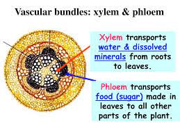 Xylem and phloem are the two types of vascular tissues that are present in plants. Ppt State The Functions Of Xylem And Phloem Powerpoint Presentation Id 2164064