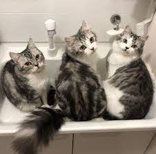 ボード cats のピン