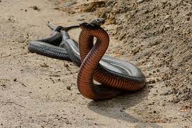 Battling Red Bellied Black Snakes Australian Geographic New York Zoo Snake Wildlife Adventure