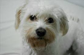 Kućni ljubimci za prodaju i poklon