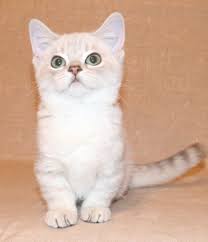 munchkin cuce british shorthair scottish fold facebook