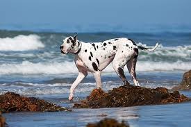 Download and print these great dane coloring pages for free. Great Dane Dog Breed Information