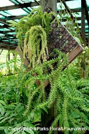 Image result for Khaya grandifoliola