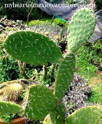 They can also cause painful complications. How To Eat A Cactus And Not Die Trying My Heart Of Mexico