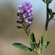 Image result for Medicago sativa