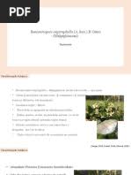 Image result for Allophylus lastoursvillensis