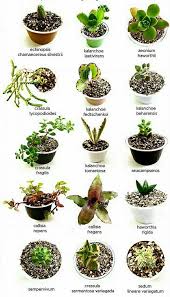 Pin By Wanda Silva On Identificacion De Cactus Planting Succulents Plants Types Of Succulents Plants