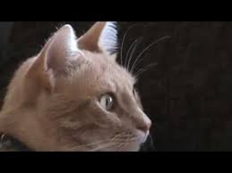 Leo Belgesel Izliyor Kedi Kopek Balik