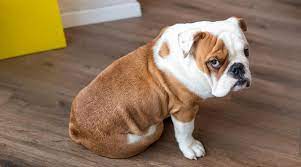 My Dog Just Ate Some Soap What Should I Do Next