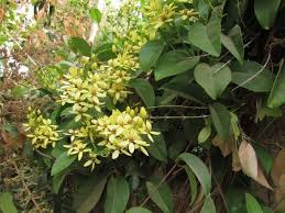 Image result for Tristellateia africana