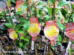 All fruit trees benefit from a regular feeding regime to provide the right nutrients for maximum tree health and top summer pruning is recommended for keeping fruit trees shorter for easy picking. Choosing Fruit Trees For Small Gardens The Micro Gardener