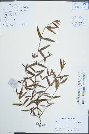 Image result for Olea chimanimani