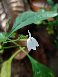Image result for Rhinacanthus submontanus