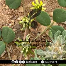Image result for Trigonella anguina