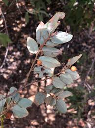 Image result for Grewia hornbyi