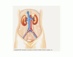 See full list on innerbody.com The Urinary System Quiz