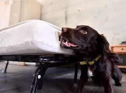 Chien d?tecteur punaise de lit paris. Chien Punaise De Lit Efficacite Et Tarifs