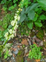 Image result for Pleurolobus