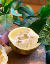 Paramount citrus use to own the cuties name. That Orange Seed You Just Spit Out Grow A Tree Sentinel Colorado