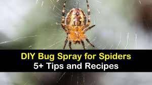 Respray these areas once a week. 5 Homemade Bug Sprays For Spiders