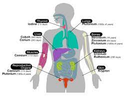 Diagram internal organs human body diagram internal organs human body human organs anatomy diagram human body pictures science for. Diagram Of The Human Body Organs Female