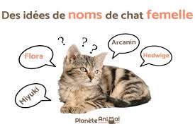 Over the time it has been ranked as high as 2 845 499 in the world, while most of its traffic comes from france, where it reached as high as 101 641. Des Idees De Noms De Chat Femelle Plus De 400 Idees