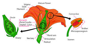 Flower Parts Of A Flower Botanical Terms Pollination