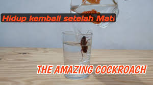 Check spelling or type a new query. Kecoa Vs Air Hidup Setelah Mati The Amazing Cockroach Youtube