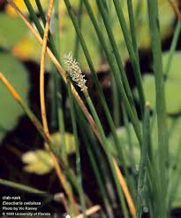 Image result for Eleocharis setifolia