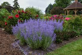The russian sage (perovskia atriplicifolia ) is a hardy perennial. Russian Sage How To Plant And Care For Russian Sage Garden Design