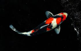 Taisho sanke, or sanke for short, are koi with a solid white base overlaid by patterns of both red and black. 13 Different Types Of Koi Fish Home Stratosphere