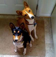 Basenji Rescue And Transport Blog September 2010 Yorkshire Terrier Puppies Basenji Dogs Dog Love