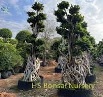 Ficus Microcarpa Bonsai,Ficus Panda Plant,Ficus lyrata For Sale