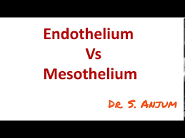 Simple squamous epithelium is also the outer covering of the uterine tube which is termed the mesothelium. Endothelium Vs Mesothelium Youtube