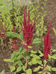 Image result for Amaranthus cruentus