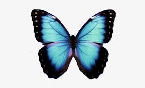 Download transparent butterfly png for free on pngkey.com. Blue Butterfly Png Imagenes De Mariposa En Png 500x500 Png Download Pngkit