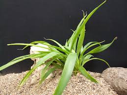 Image result for Sansevieria dooneri