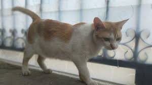 Mungkin iya jika mendapat mimpi tentang mimpi memotong daging manusia, biasanya tafsir mimpinya terkait mengenai suasana jatuh cinta. Arti Mimpi Bertemu Kucing Hitam Apakah Pertanda Buruk Simak Tafsir Lengkapnya Tribun Manado