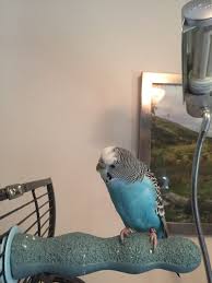 Pin On Budgie And Parakeet Information And Pictures