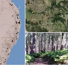 Australian Assassins Part I A Review Of The Assassin Spiders Araneae Archaeidae Of Mid Eastern Australia
