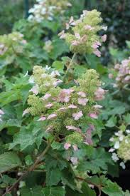 Image result for Hydrangea quercifolia