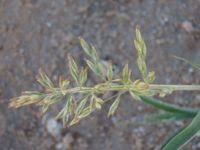 Image result for Schmidtia kalahariensis